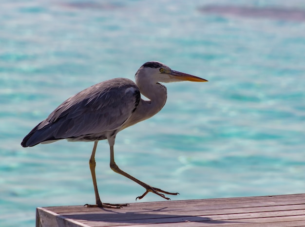 Free photo selective focus shot of a gray heron on a pier