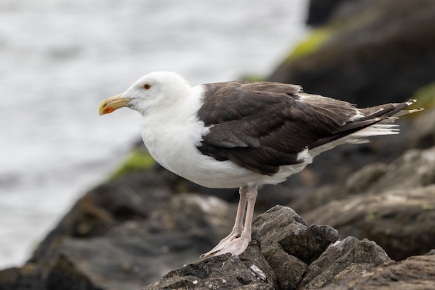 Free Photo selective focus shot of a great black-backed seagull on a rock by the ocean