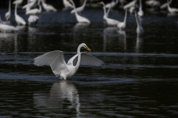 Selective focus shot of a Great White Egret spreading its wings on the lake