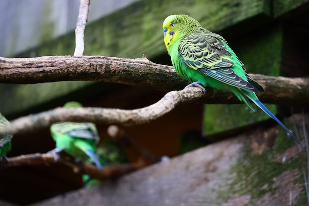 Free Photo selective focus shot of a green budgie sitting on a branch