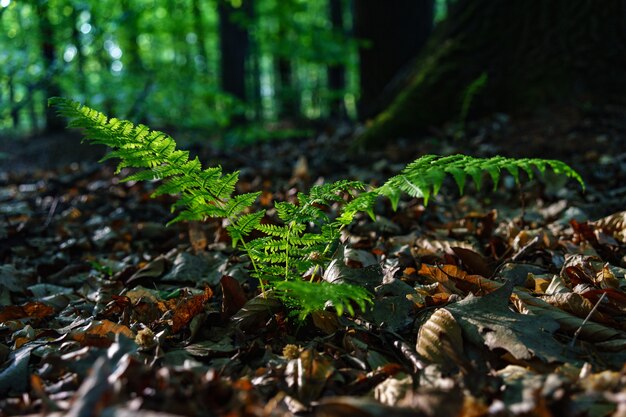 Selective focus shot of green common ostrich plant in a field full of dry leaves