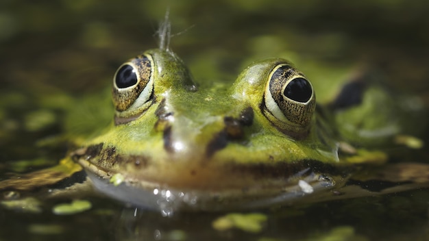 Selective focus shot of a green frog