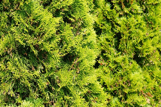 Selective focus shot of a green garden tree covered by the sunlight