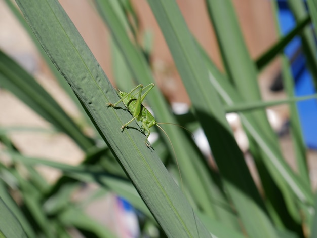 Selective focus shot of green grasshopper on the grass blade