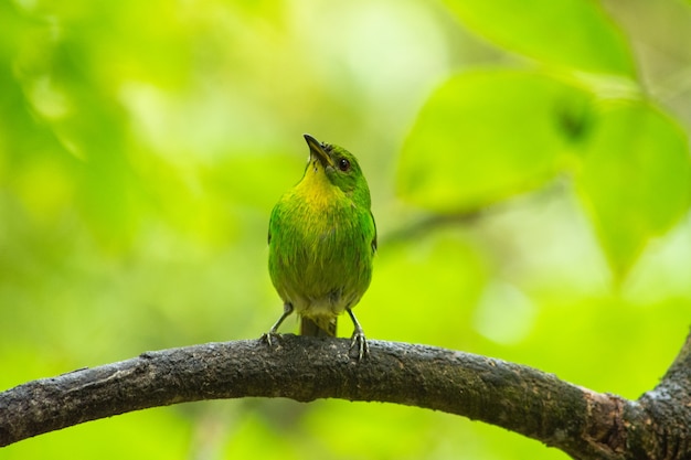 Free photo selective focus shot of a green honeycreeper perched on a branch