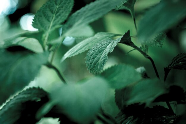 Selective focus shot of green leaves