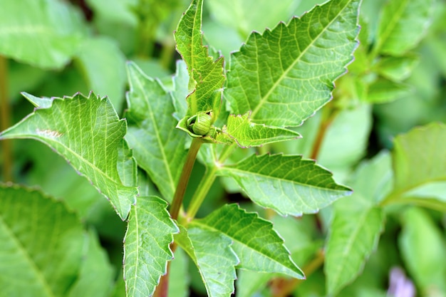 Free photo selective focus shot of green plants