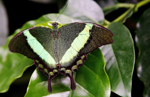 Free photo selective focus shot of a green swallowtail butterfly on the grass on the island of mainau