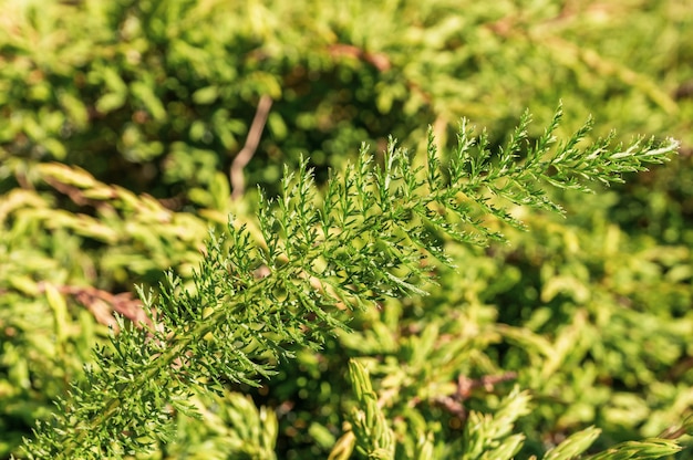 Free photo selective focus shot of green yarrow plant