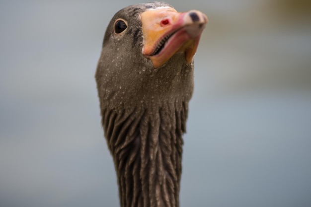 Free photo selective focus shot of a grey goose head