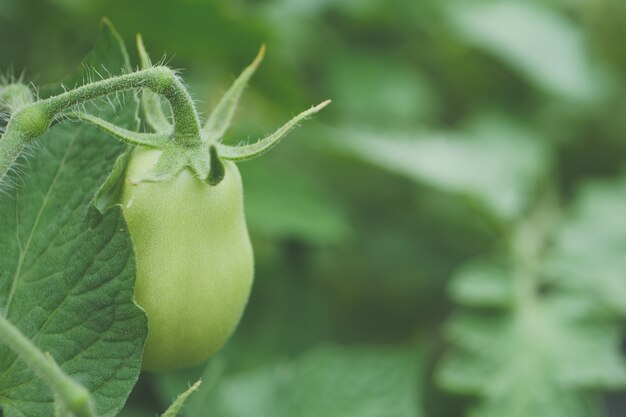 Selective focus shot of growing green pepper