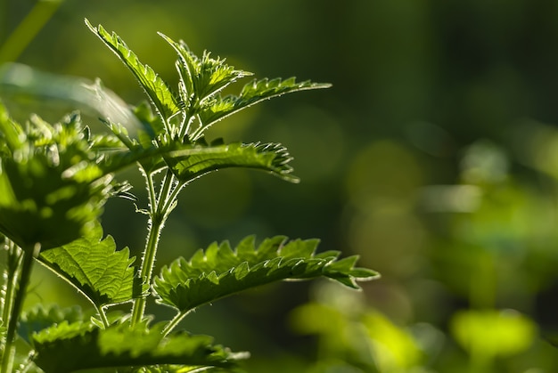 Selective focus shot of growing green plants with greenery on the background