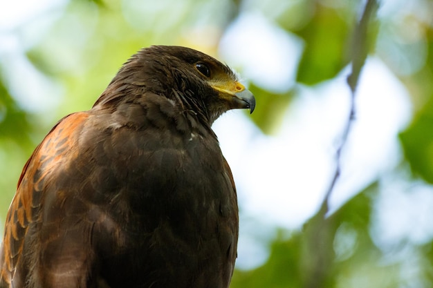 Free Photo selective focus shot of a harrison hawk, bird of prey