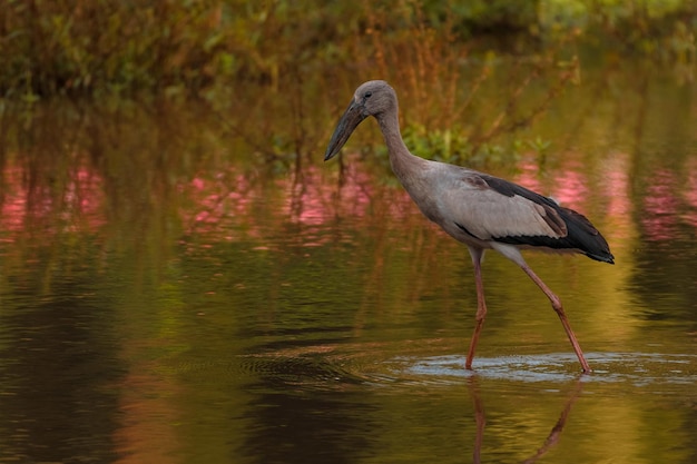 Free Photo selective focus shot of a heron hunting for prey in a calm swampy area