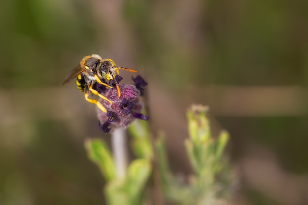 Free photo selective focus shot of the honeybee collecting pollen