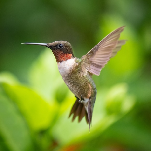 Selective focus shot of a hummingbird in flight