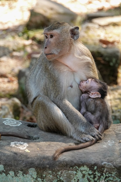 Selective focus shot of Japanese macaques sitting in their natural habitat