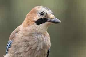 Free photo selective focus shot of a jay