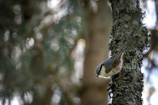 Selective focus shot of a kingbird on a tree branch