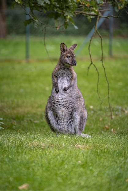 Free photo selective focus shot of a knagaroo in branitz park in germany