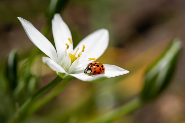 Free Photo selective focus shot of a ladybird sitting on the petal of a flower