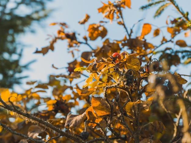 Free photo selective focus shot of the leaves of a rosehip tree and a single berry on it