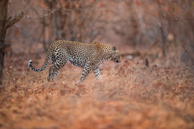 Selective focus shot of a leopard walking in the forest