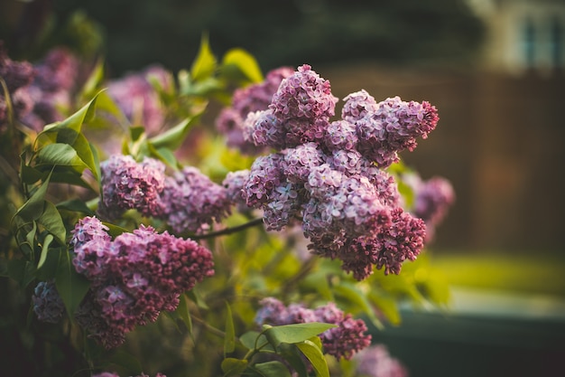 Free Photo selective focus shot of lilac flowers blooming in a field