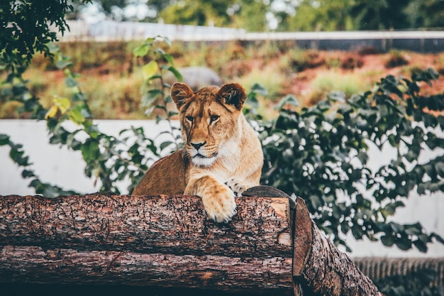 Free Photo selective focus shot of a lioness leaning on a tree trunk on the blurry