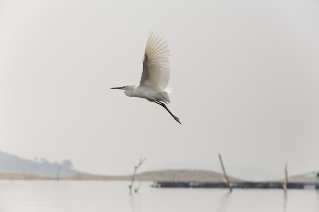 Free Photo selective focus shot of a little egret flying over a lake