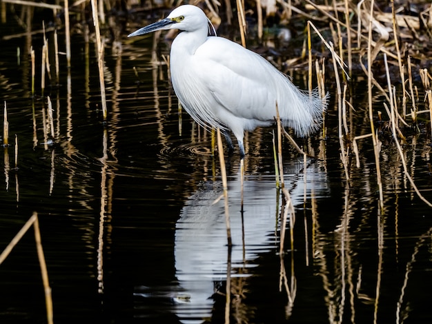 Selective focus shot of Little egret with a beautiful reflection on the water in Izumi forest