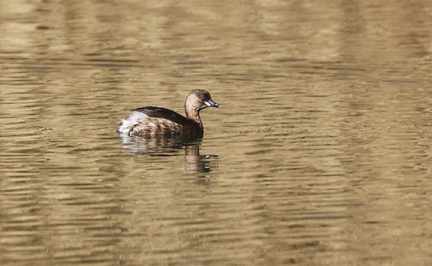 Free Photo selective focus shot of the little grebe floating on water