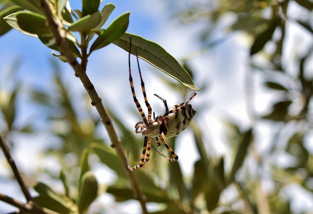 Selective focus shot of Lobed Argiope Spider on an olive tree branches