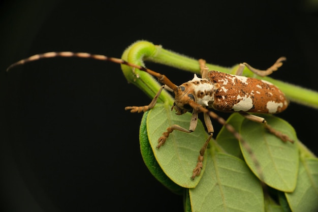 Selective focus shot of a longhorn beetle (Cerambycidae Species) isolated on a black background