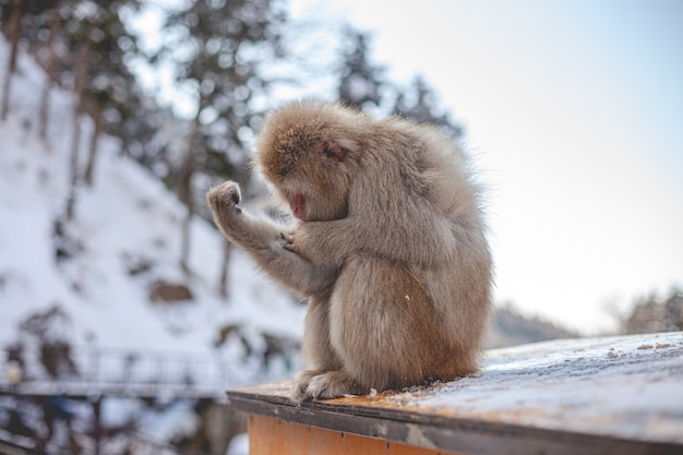 Free photo selective focus shot of a macaque monkey looking at its arm