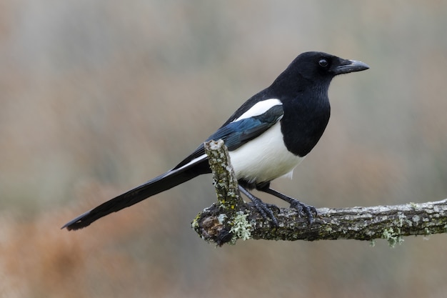 Free photo selective focus shot of a magnificent black-billed magpie sitting on a moss-covered branch