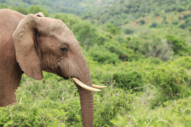 Selective focus shot of a magnificent elephant with the beautiful trees