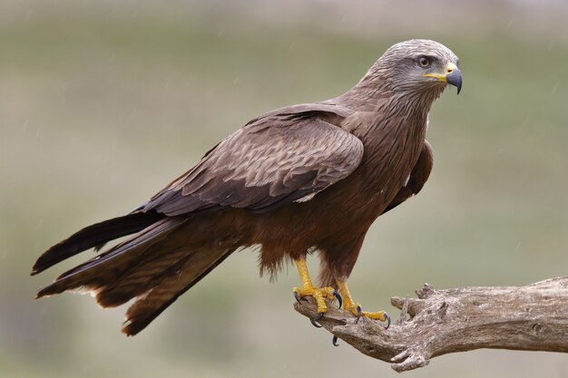 Selective focus shot of a magnificent falcon standing powerfully over its prey