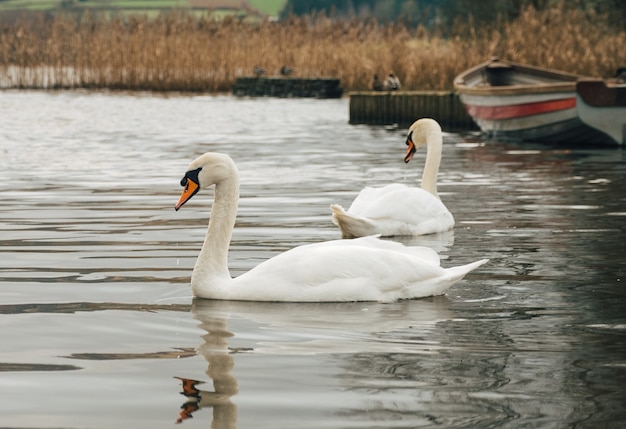 Selective focus shot of the magnificent swans swimming on a pond near a boat