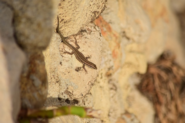 Free photo selective focus shot of maltese wall lizard in maltese islands