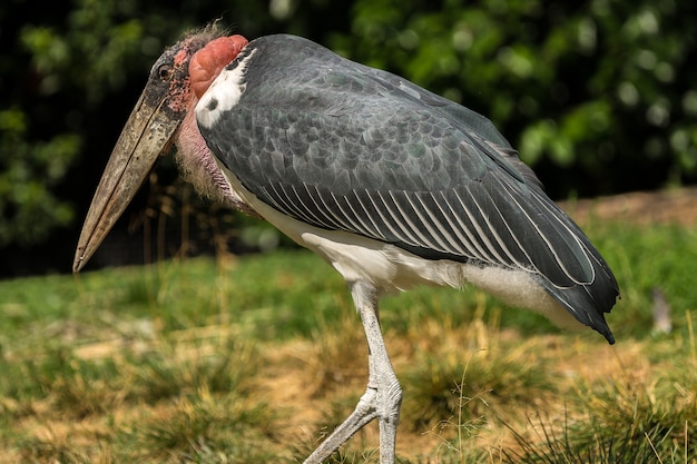 Free photo selective focus shot of marabou stork walking on a grassy field