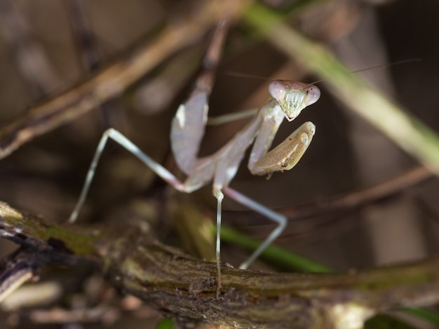 Selective focus shot of a Mediterranean mantis