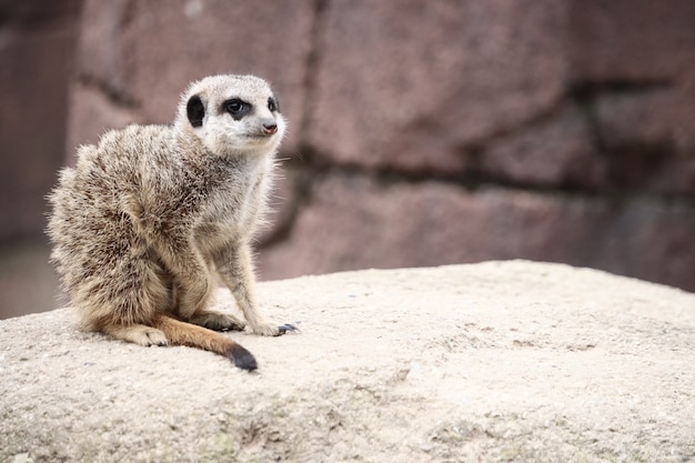 Free photo selective focus shot of a meerkat on a rock while looking around