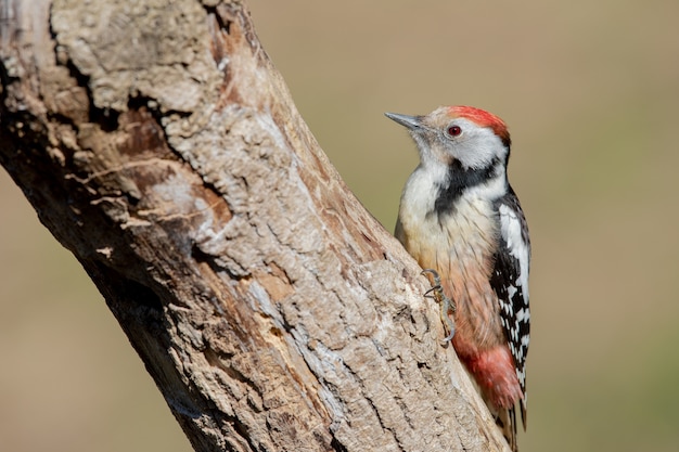 Free photo selective focus shot of a middle spotted woodpecker on a tree