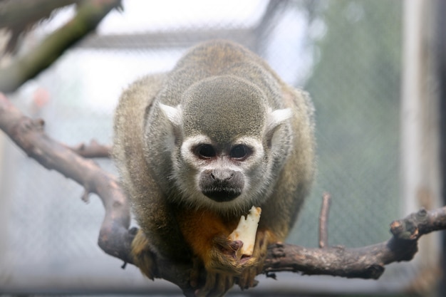 Selective focus shot of a monkey on tree branch