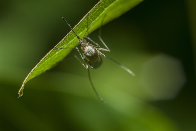 Selective focus shot of a mosquito resting on a green grass