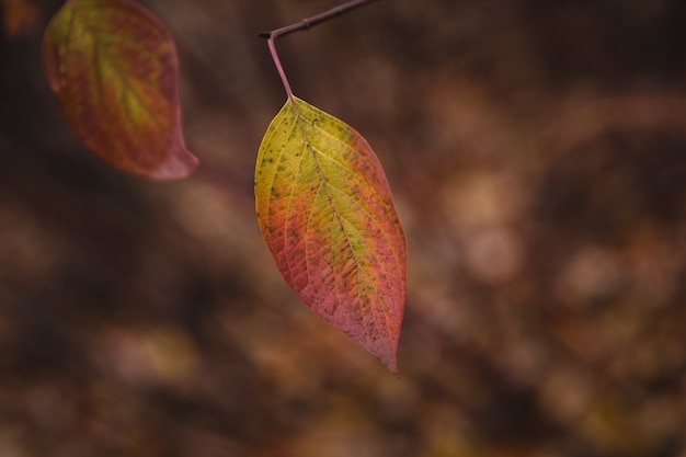 Free photo selective focus shot of multicolored autumn leaf