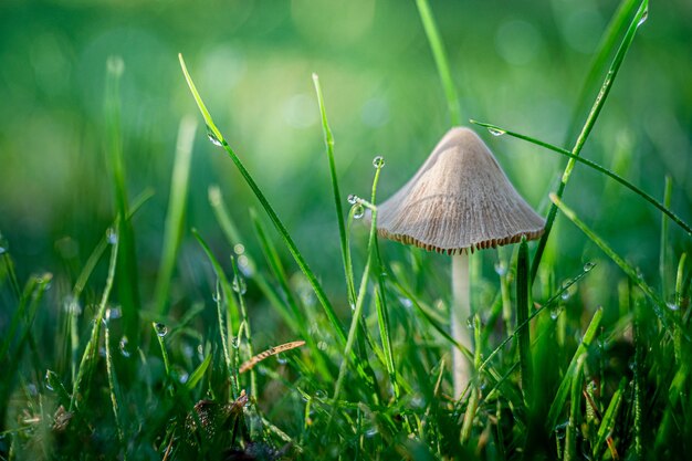 Selective focus shot of a mushroom growing in the grass captured in Opole, Poland