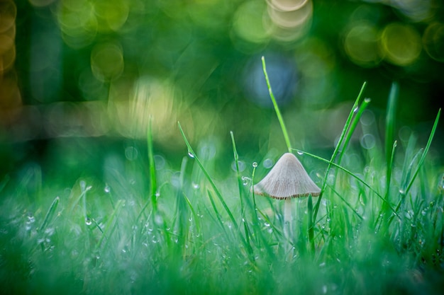 Free photo selective focus shot of a mushroom growing in the grass captured in opole, poland