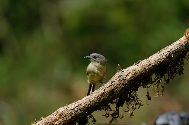 Free photo selective focus shot of a northern dark newtonia perched on the wooden branch